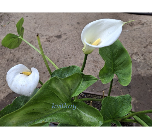 Кала ефіопська біла (Calla aethiopica)
